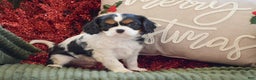 Cavalier King Charles Spaniel dogs for sale: Justin - Ad 1