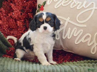 Cavalier King Charles Spaniel dogs Justin - Ad 33