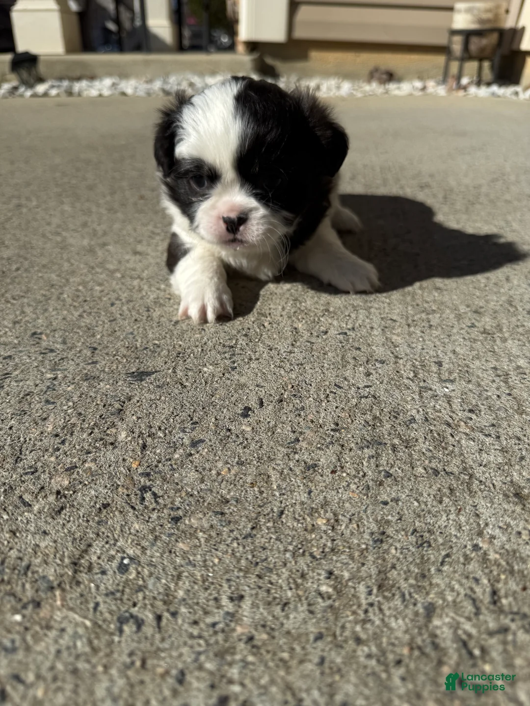 Shih Tzu dogs for sale: Shih Tzu Puppy 1 - Ad 3