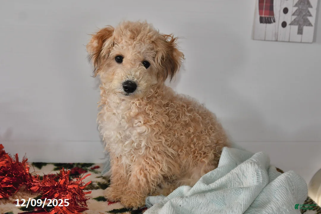 Bichpoo dogs for sale: Buster Brown - Ad 12