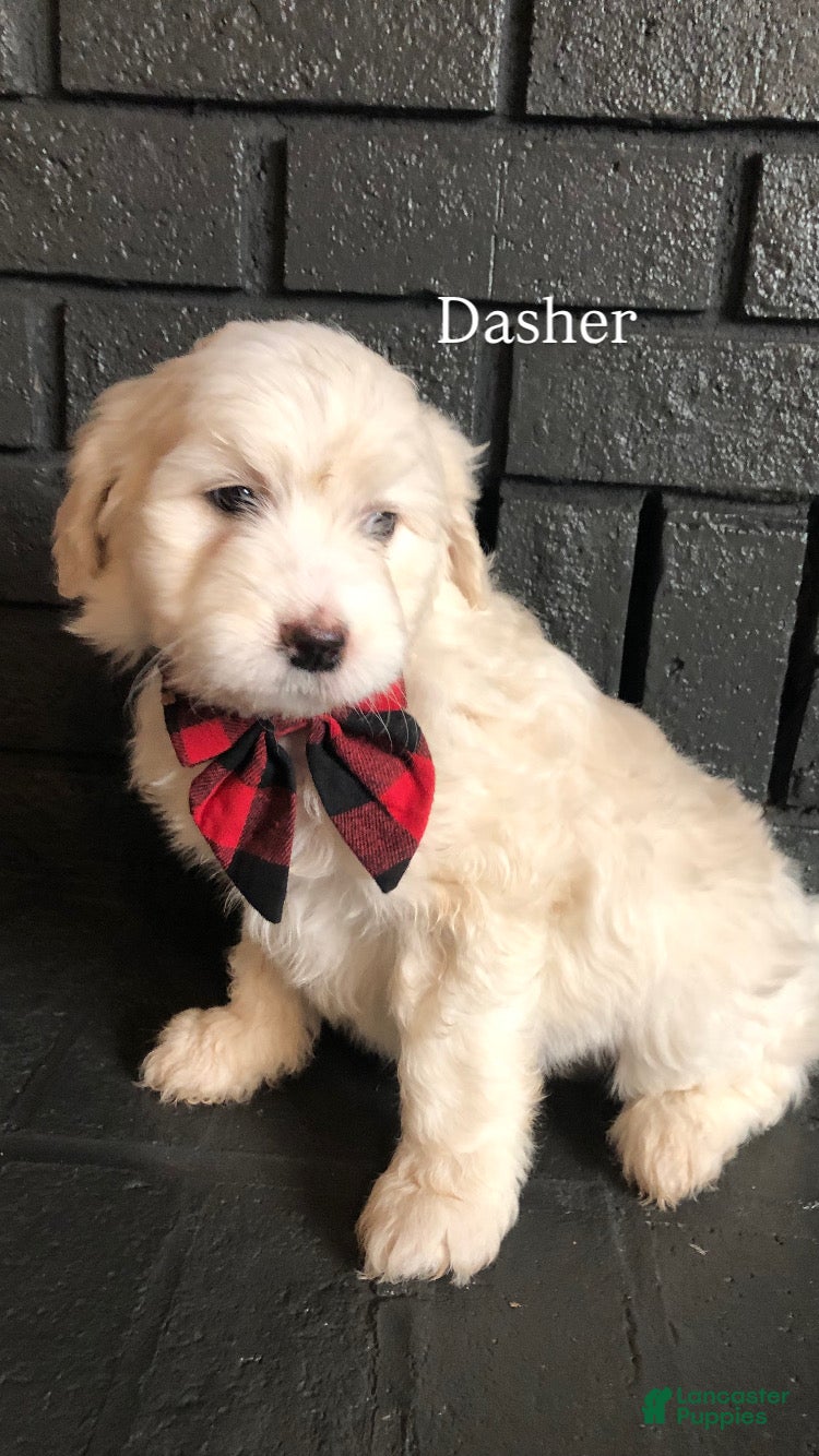 Aussiedoodle dogs Dasher - Ad 27