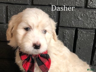 Aussiedoodle dogs Dasher - Ad 20