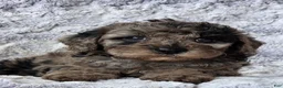 Cavapoo dogs for sale: Sophia - Ad 4