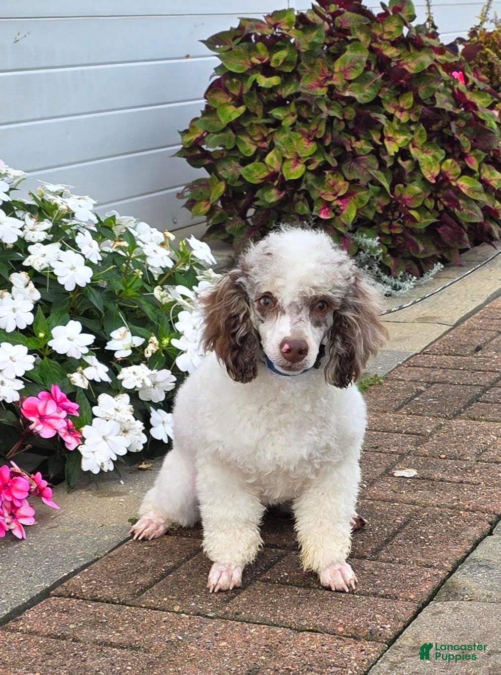 Miniature Poodle dogs Granite Miniature Poodle Puppy  leash trained - Ad 2