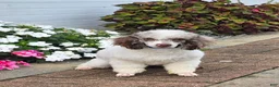 Miniature Poodle dogs for sale: Granite Miniature Poodle Puppy  leash trained - Ad 2