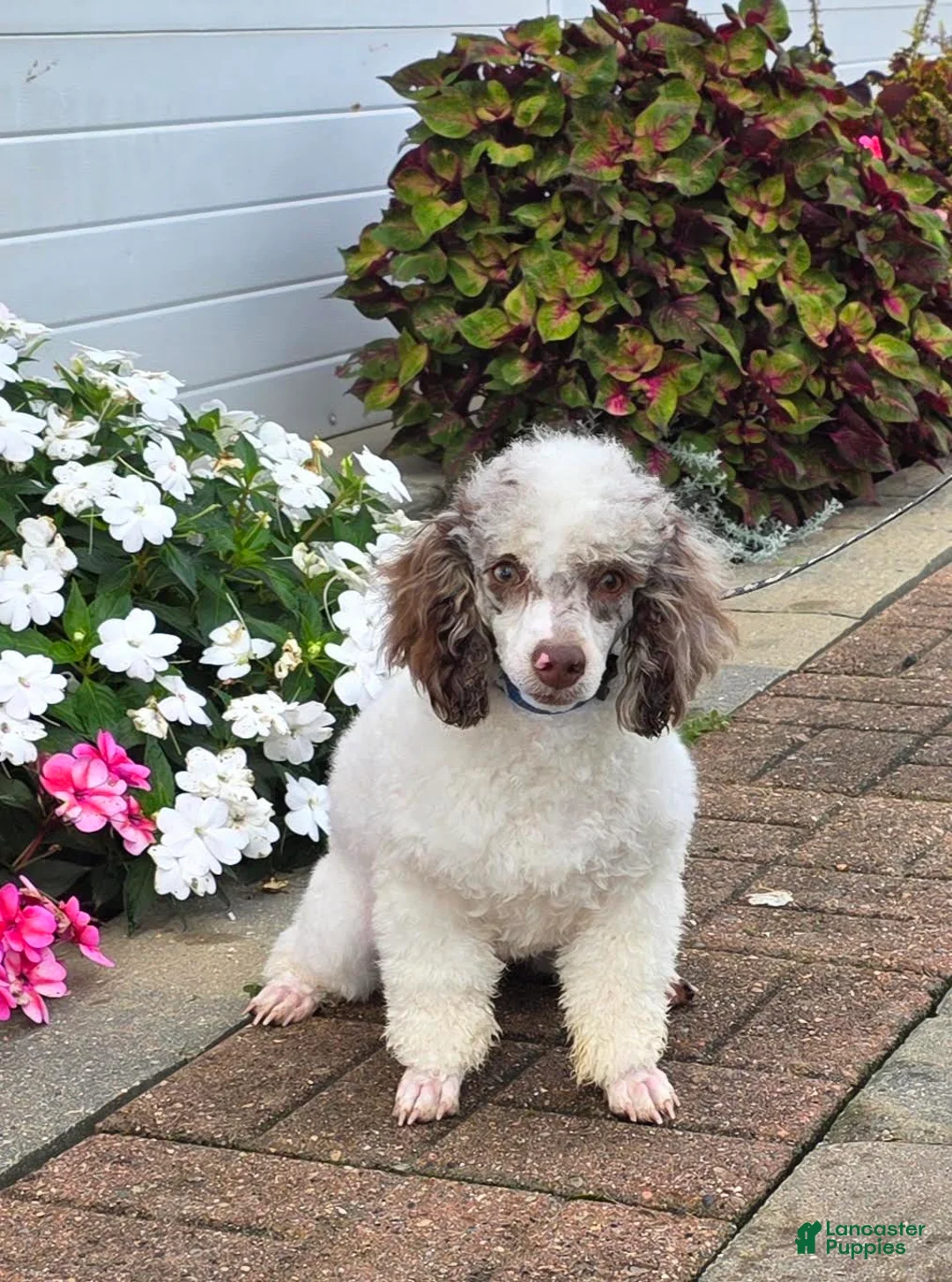 Miniature Poodle dogs for sale: Granite Miniature Poodle Puppy  leash trained - Ad 2
