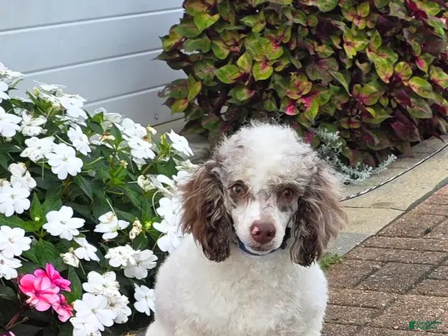 Miniature Poodle dogs for sale: Granite Miniature Poodle Puppy leash trained - Ad 2