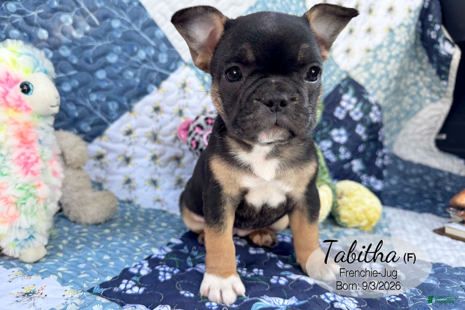 French Bulldog dogs for sale: Tabitha - Ad 1