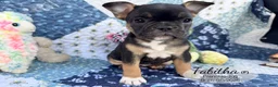 French Bulldog dogs for sale: Tabitha - Ad 1