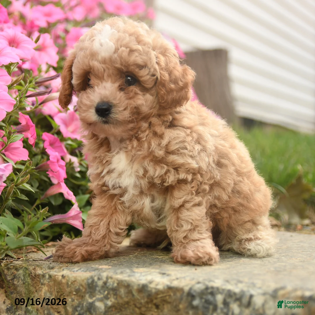 Toy Poodle dogs for sale: Olaf - Ad 3