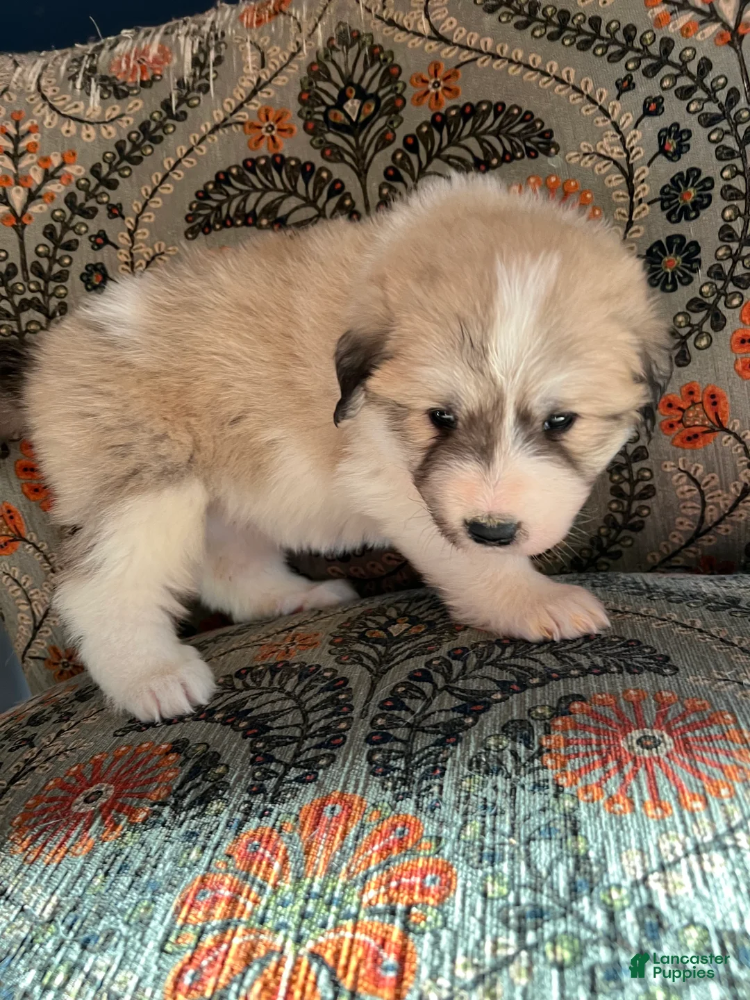 Great Pyrenees dogs for sale: Great Pyrenees Puppy 6 - Ad 2