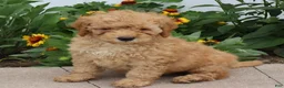 Mini Goldendoodle dogs for sale: Frankie - Ad 4