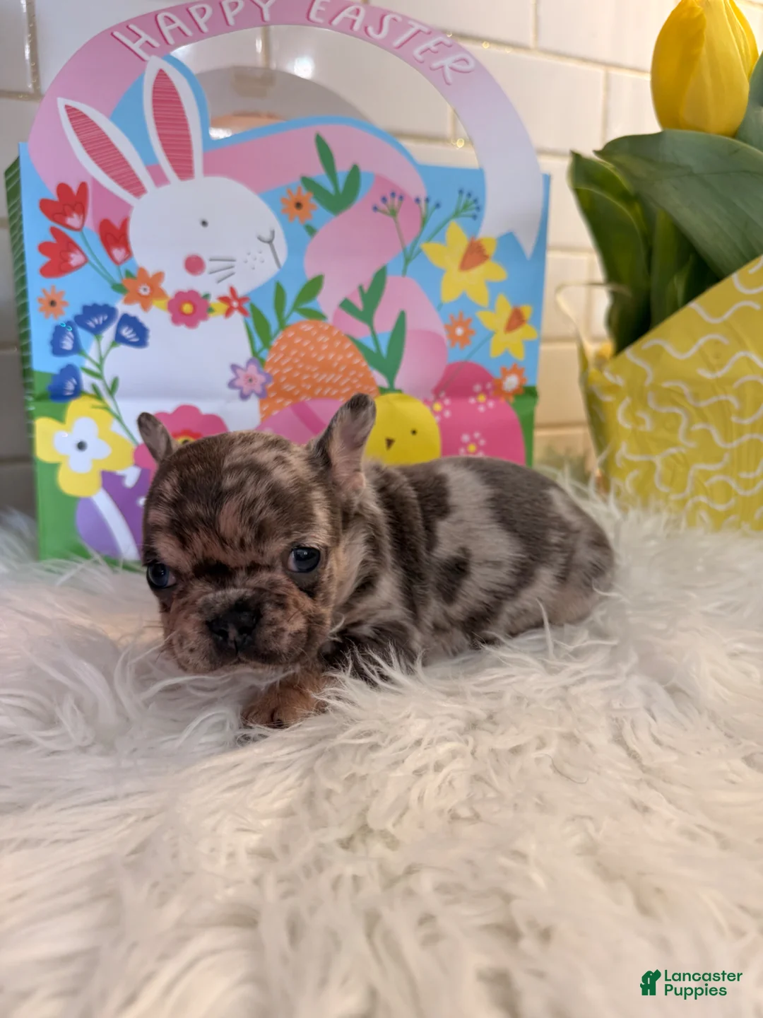 French Bulldog dogs for sale: French Bulldog Puppy  - Ad 2