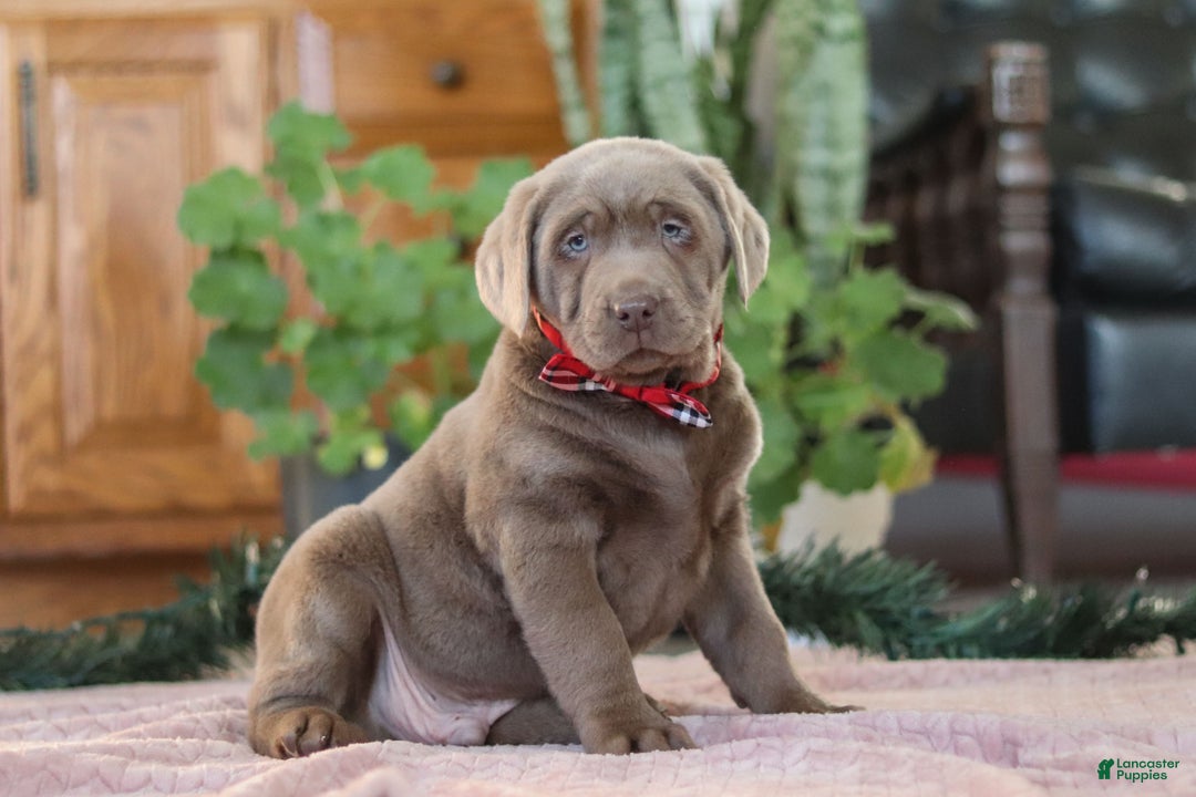 Labrador Retriever dogs for sale: Rudulf - Ad 3