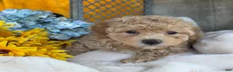 Toy Poodle dogs for sale: Ricky - Ad 8