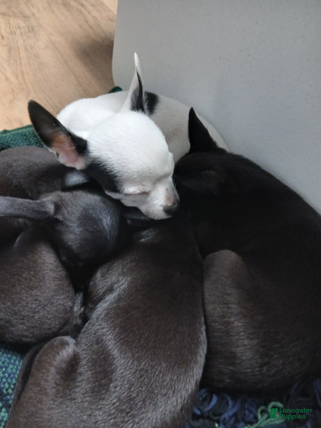 Chihuahua dogs for sale: Momo - Ad 13