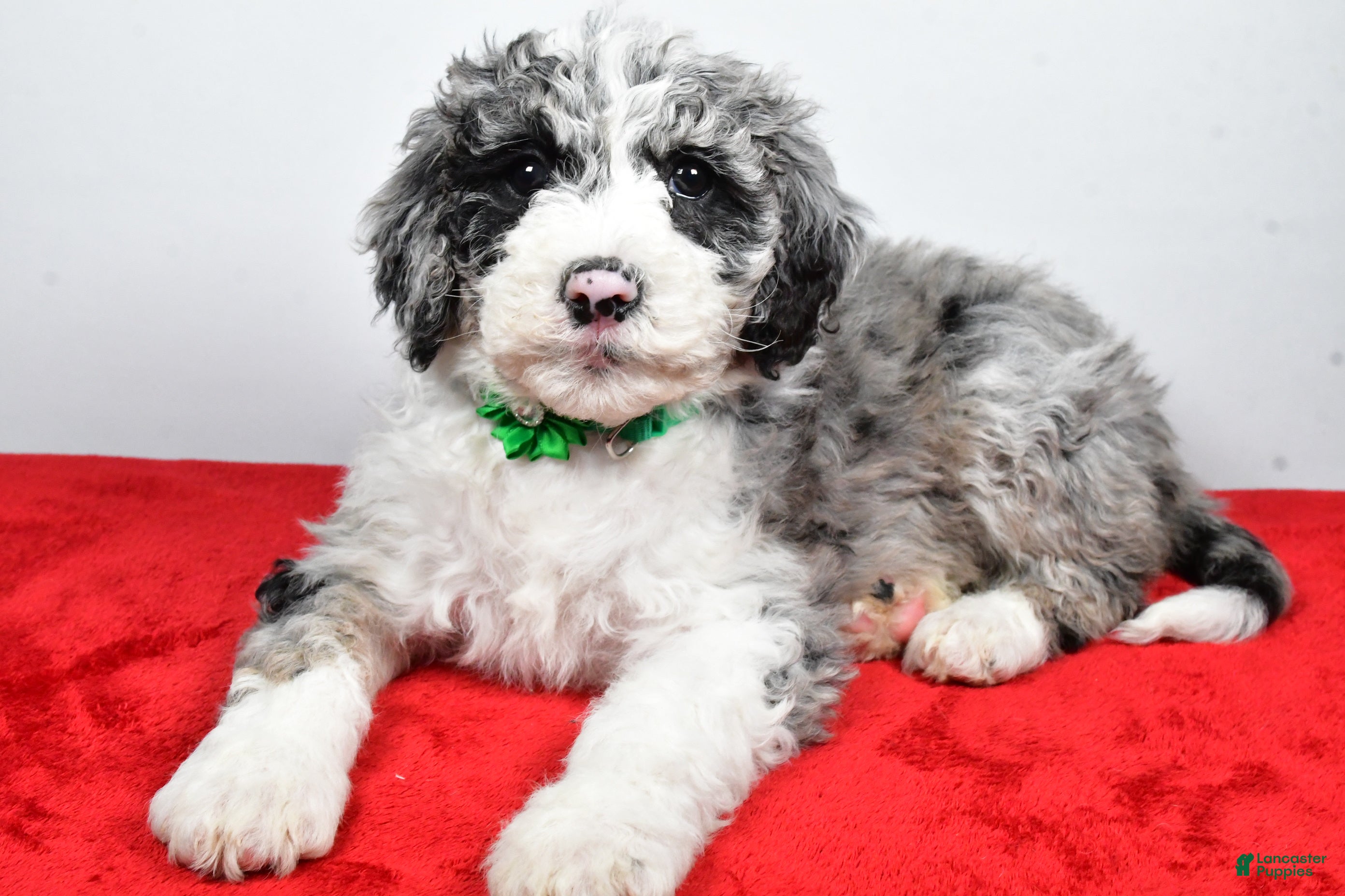Sheepadoodle dogs Michelle - Ad 12