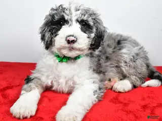 Sheepadoodle dogs Michelle - Ad 7