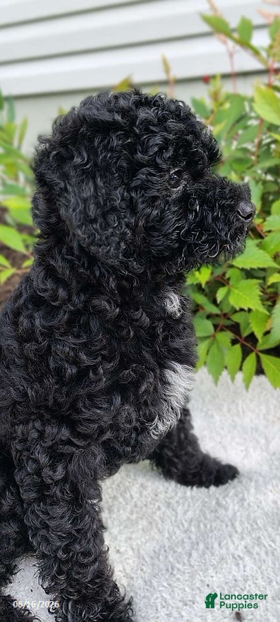 Miniature Poodle dogs Sweetie - Ad 2