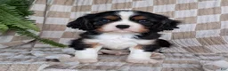 Cavalier King Charles Spaniel dogs for sale: Duke - Ad 4