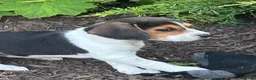 Beagle dogs for sale: Trinity  - Ad 8