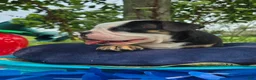 Olde English Bulldogge dogs for sale: James - Ad 1