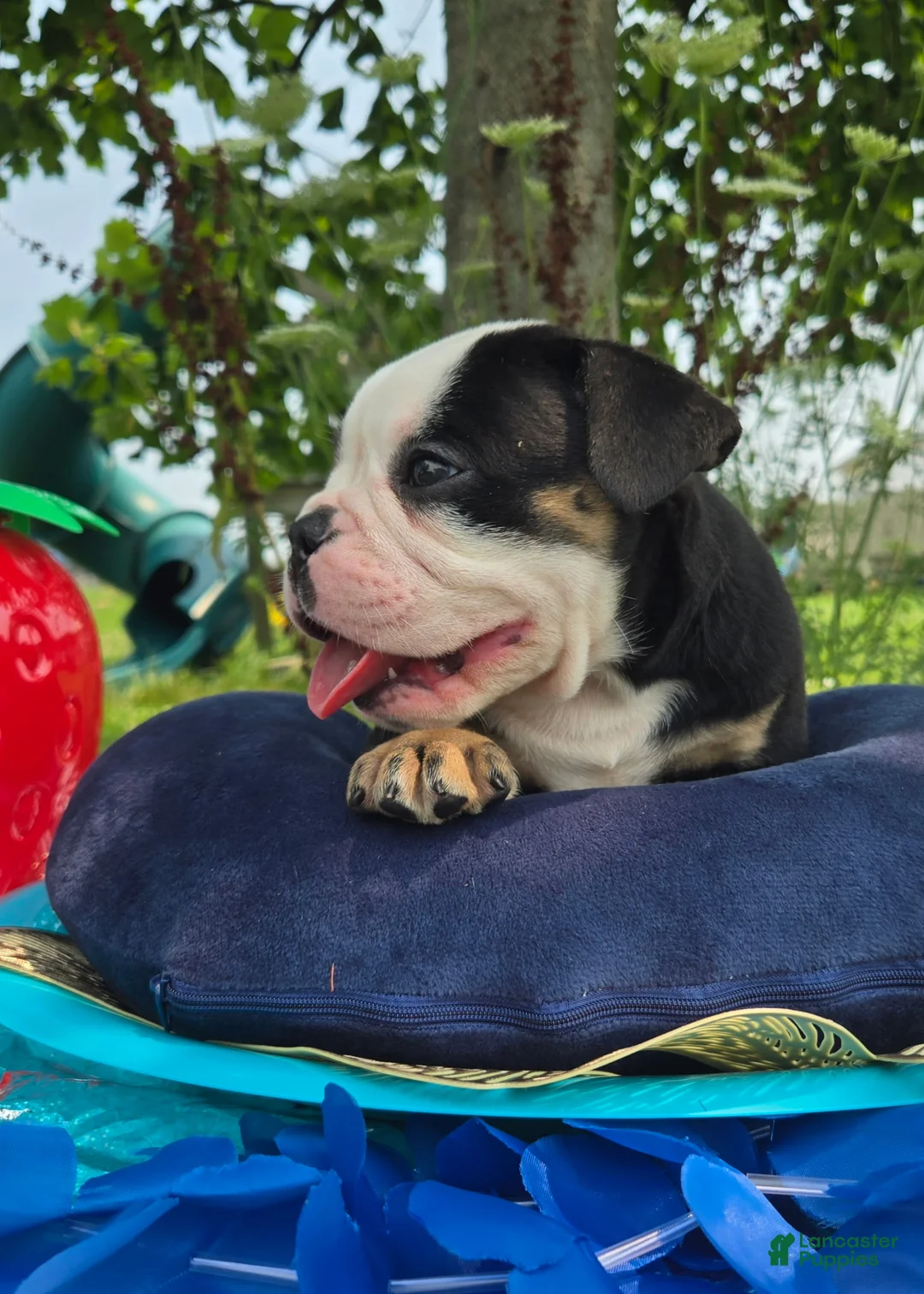 Olde English Bulldogge dogs for sale: James - Ad 1