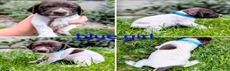 German Shorthaired Pointer dogs for sale: Blue female - Ad 3