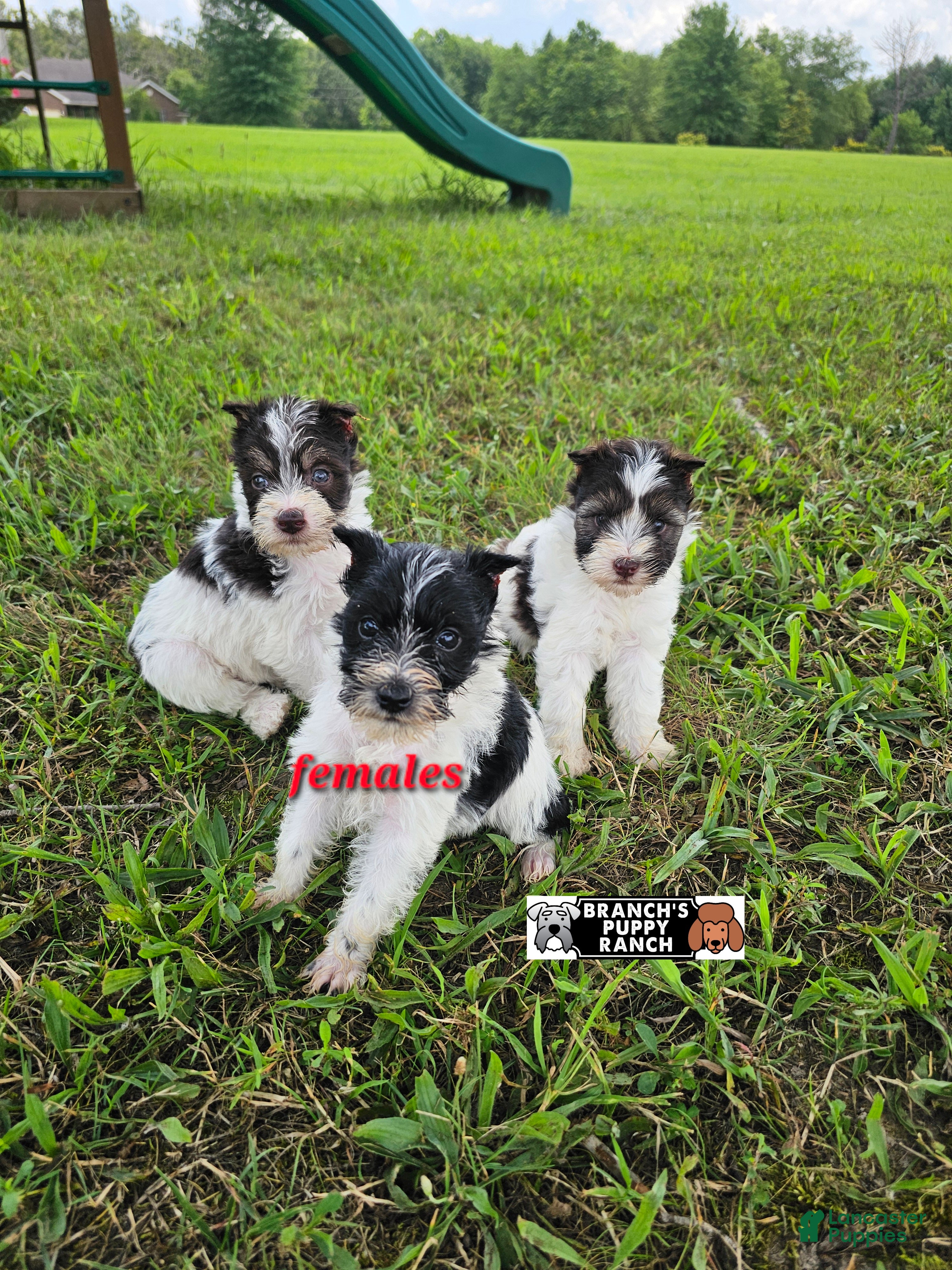Miniature Schnauzer dogs Miniature Schnauzer 5 - Ad 1