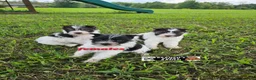 Miniature Schnauzer dogs for sale: Miniature Schnauzer 5 - Ad 1