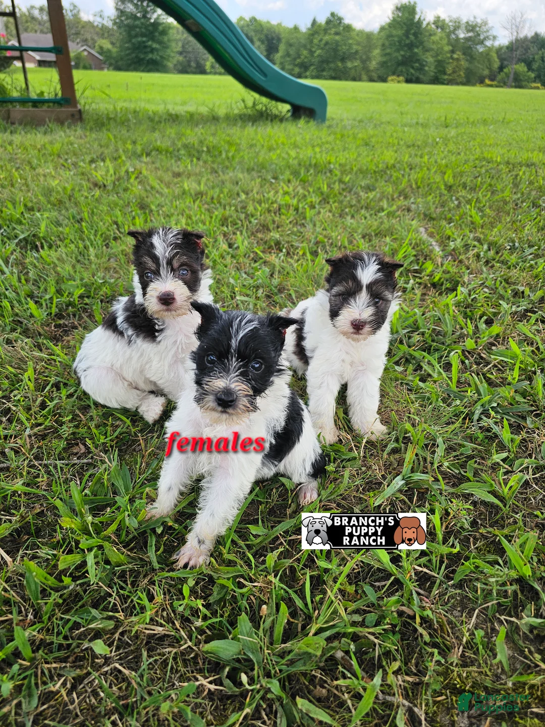 Miniature Schnauzer dogs for sale: Miniature Schnauzer 5 - Ad 1