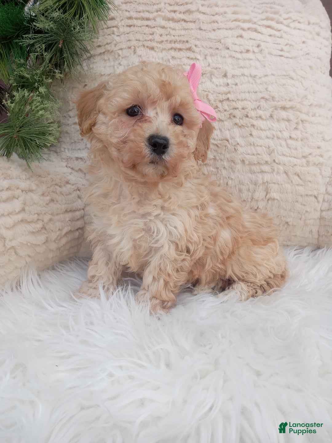 Bichpoo dogs for sale: River - Ad 2