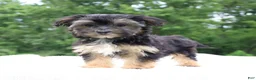 Morkie dogs for sale: Sophie - Ad 3