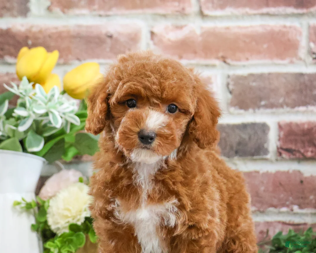 Miniature Poodle dogs for sale: Rebekka  - Ad 2