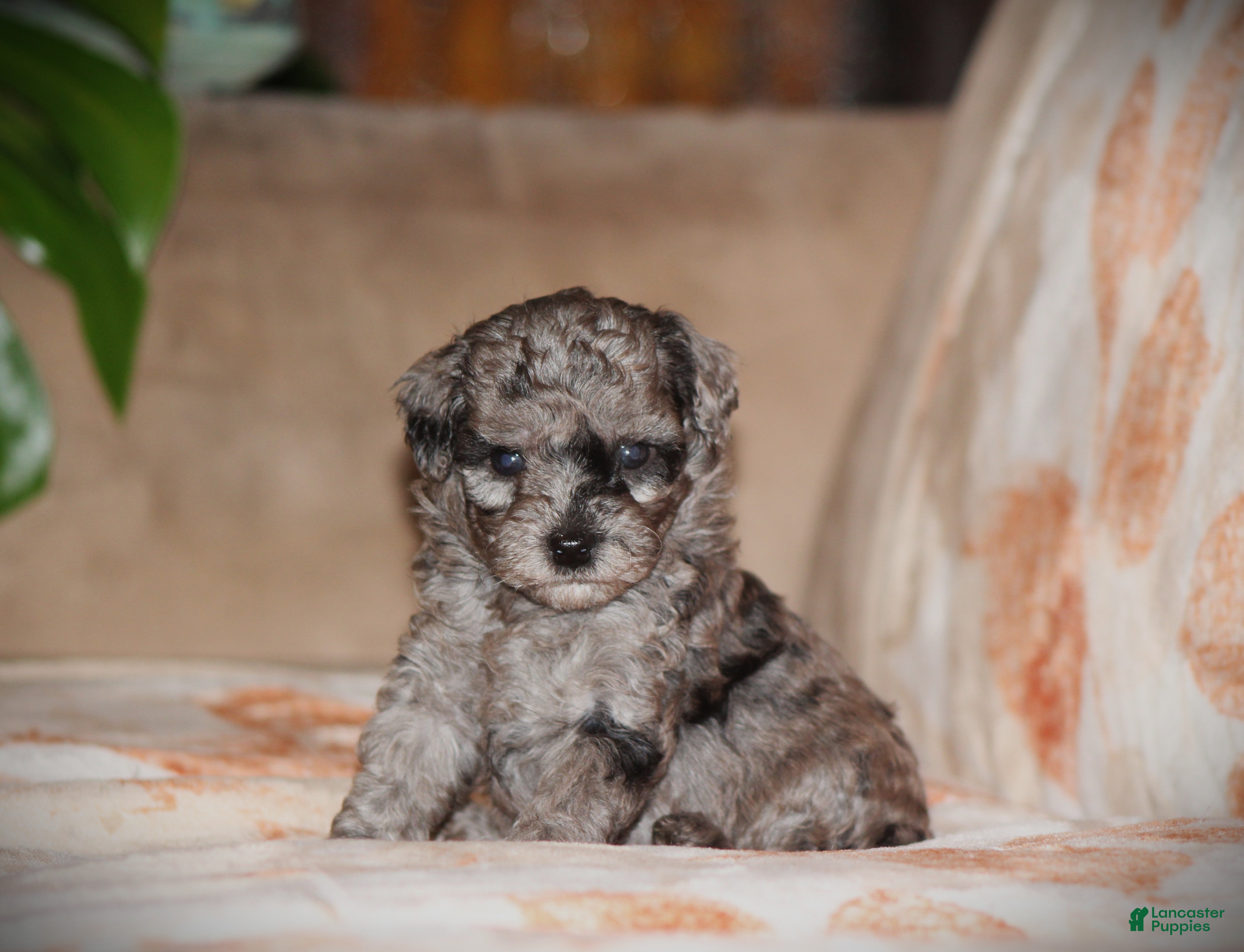 Toy Poodle dogs Dakota - Ad 2
