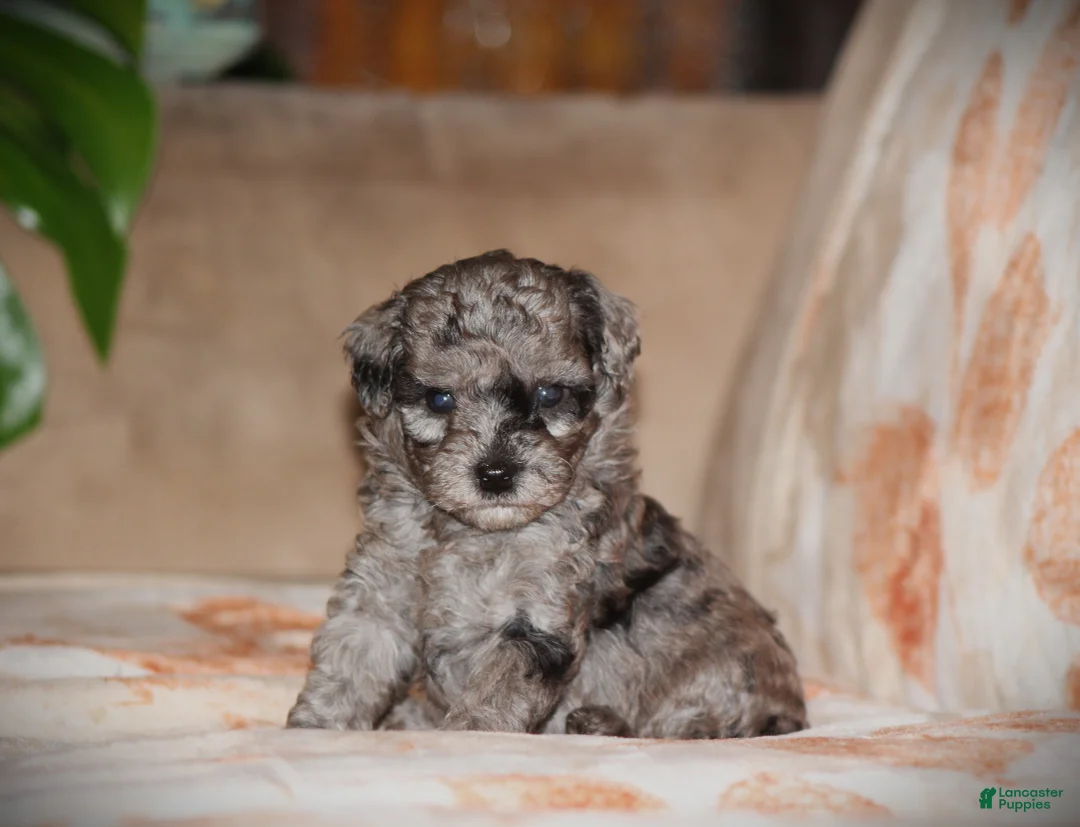 Toy Poodle dogs for sale: Dakota - Ad 2