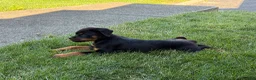 Rottweiler dogs for sale: Rottweiler 1 - Ad 9