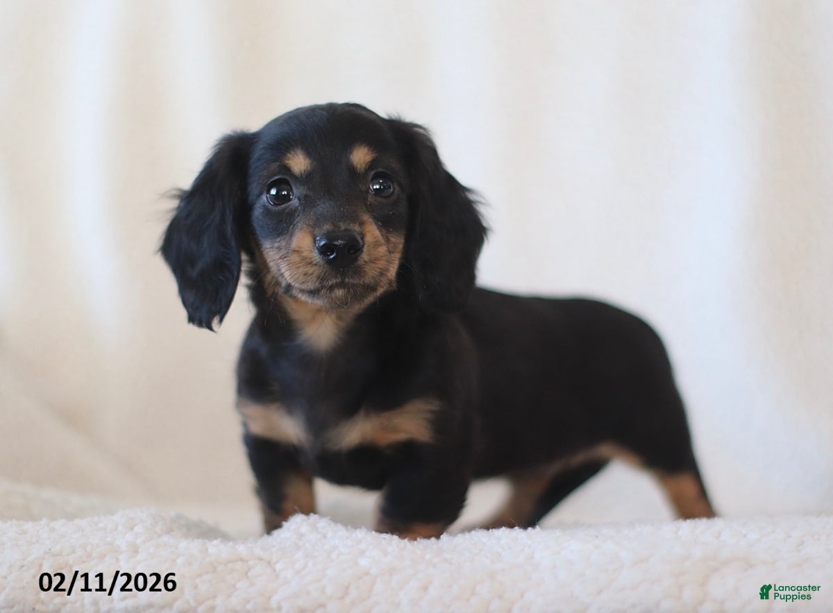 Miniature Dachshund dogs Laurel - Ad 32