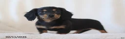 Miniature Dachshund dogs for sale: Laurel - Ad 1