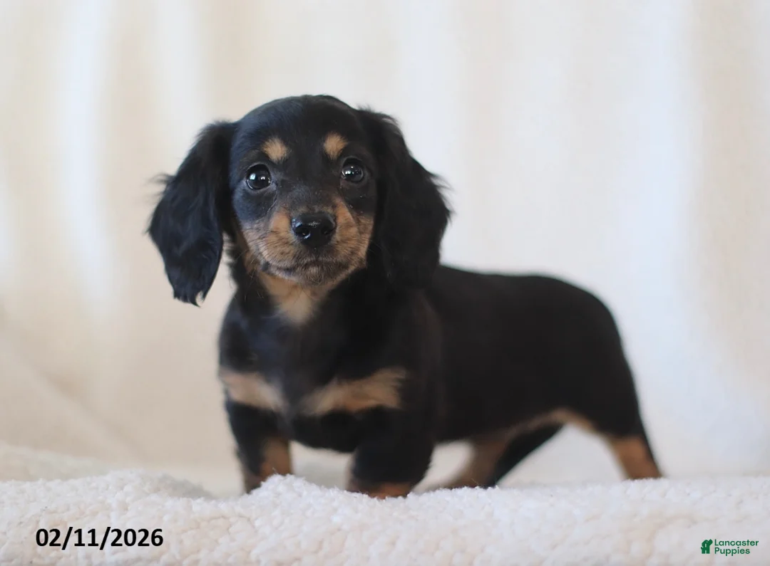 Miniature Dachshund dogs for sale: Laurel - Ad 1