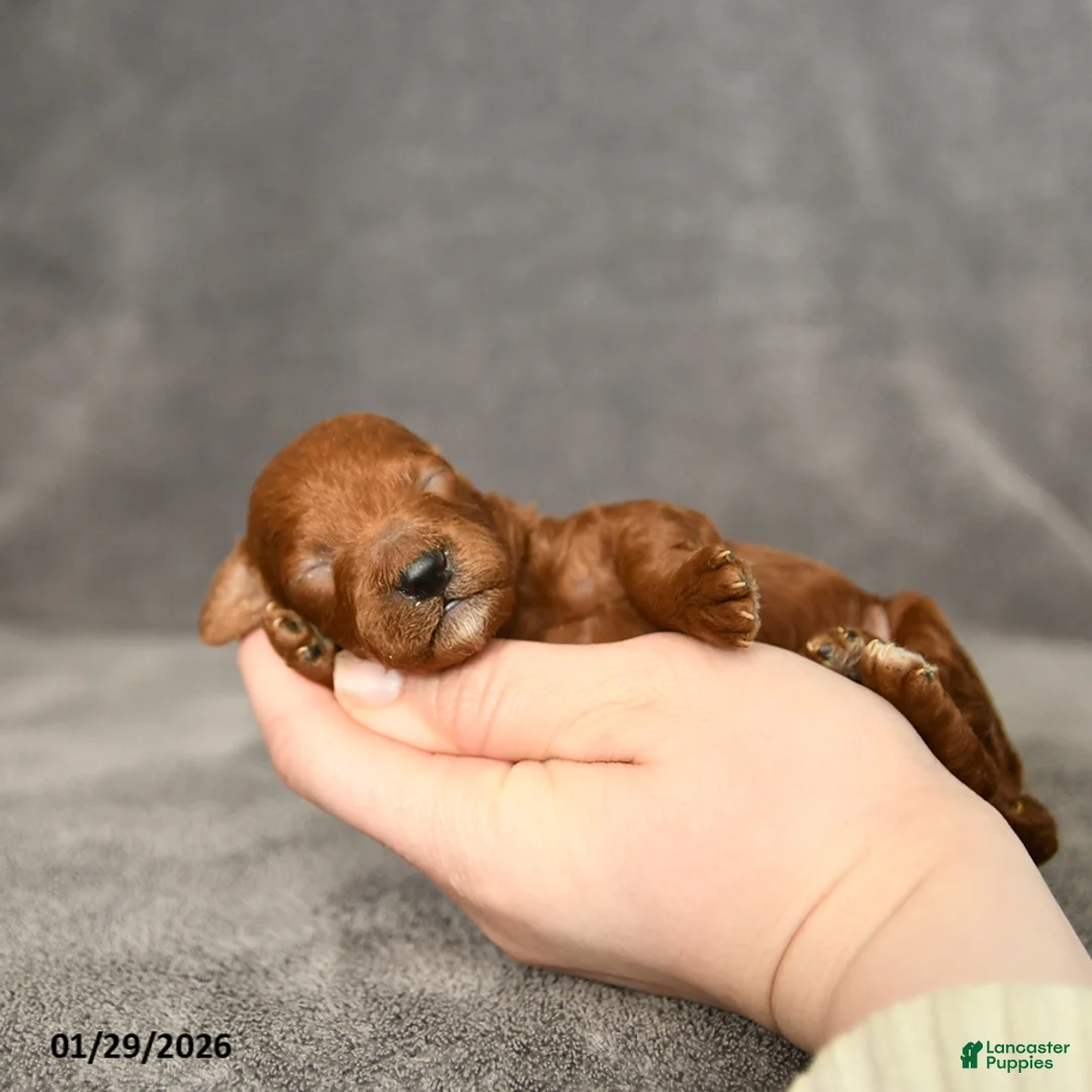 Toy Poodle dogs for sale: Jackson - Ad 4