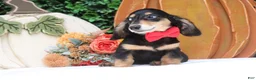 Miniature Dachshund dogs for sale: Miniature Dachshund 1 - Ad 3