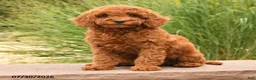 Miniature Poodle dogs for sale: Helina - Ad 2
