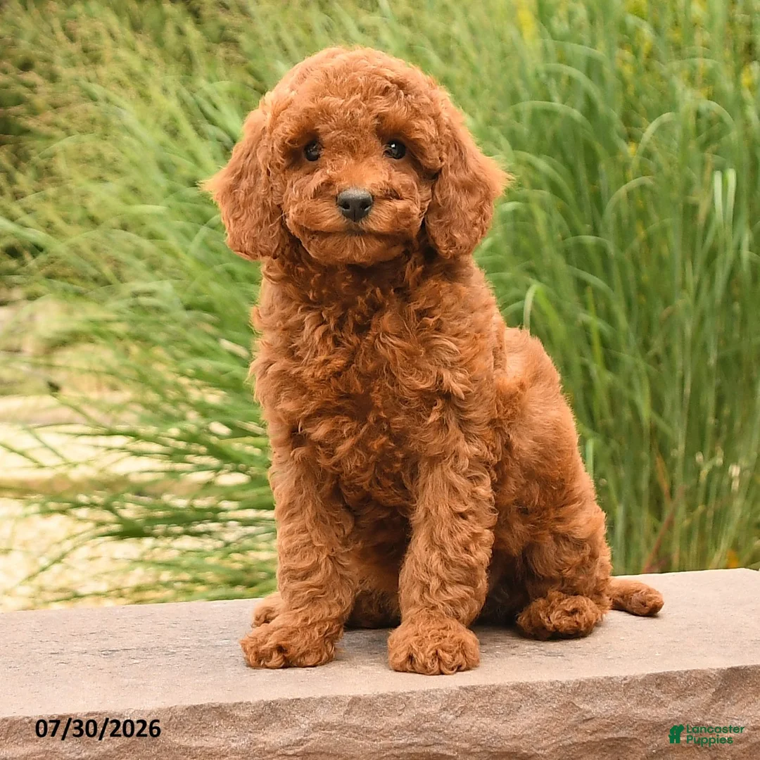 Miniature Poodle dogs for sale: Helina - Ad 2
