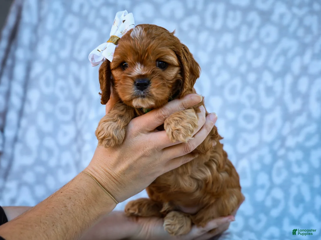 Cavapoo dogs for sale: Ellis Cavapoo Pup - Ad 5