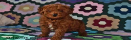 Miniature Poodle dogs for sale: Freddie - Ad 3