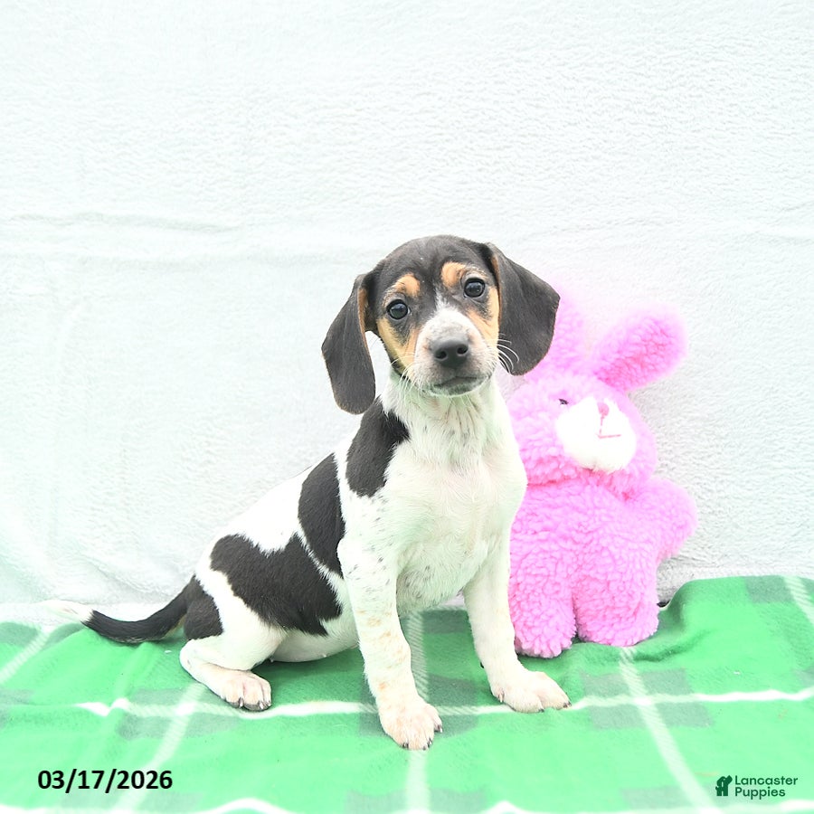 Mixed Breed dogs Dixie - Ad 1