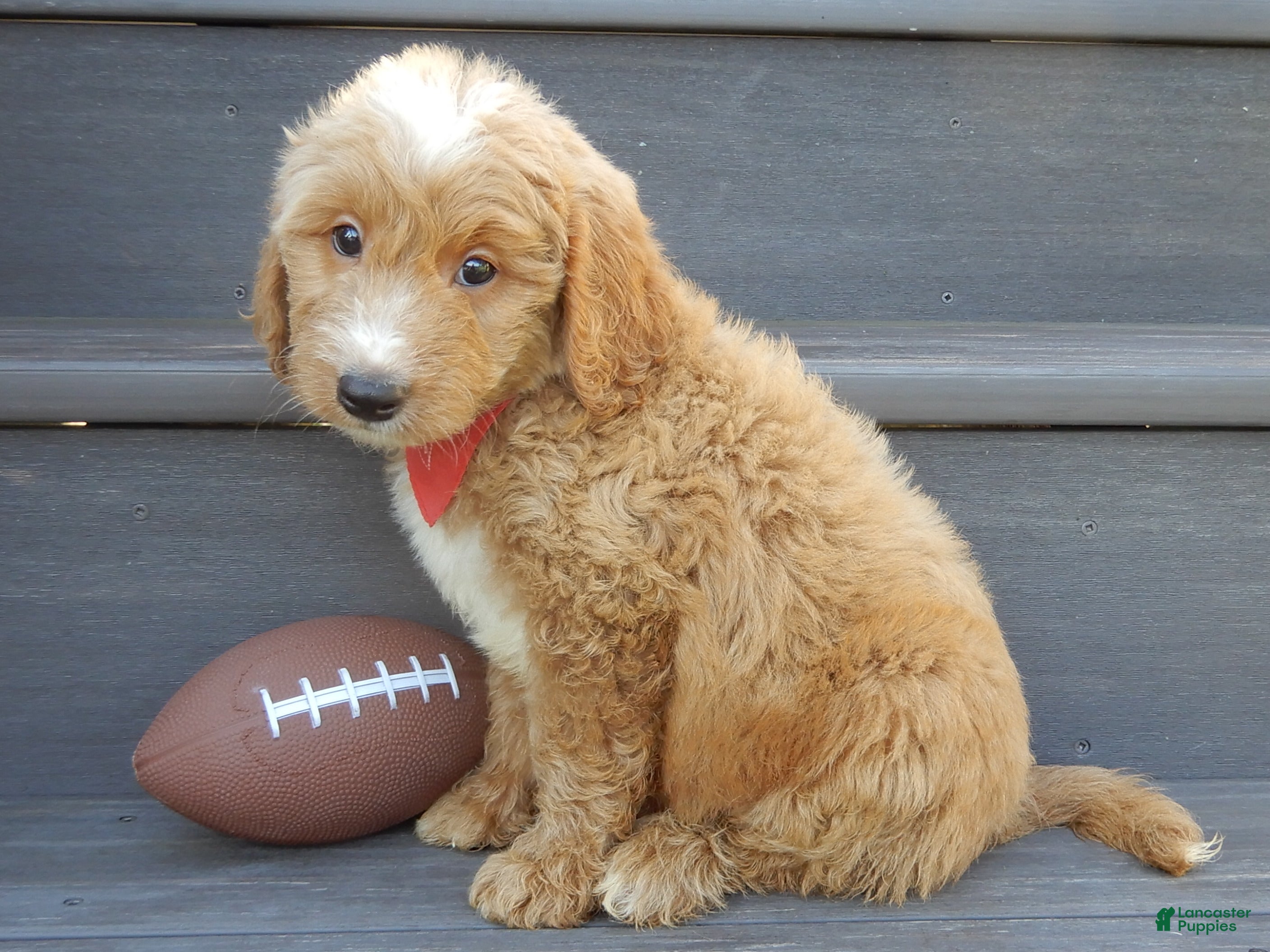 Mini Goldendoodle dogs Bear (medium) - Ad 2