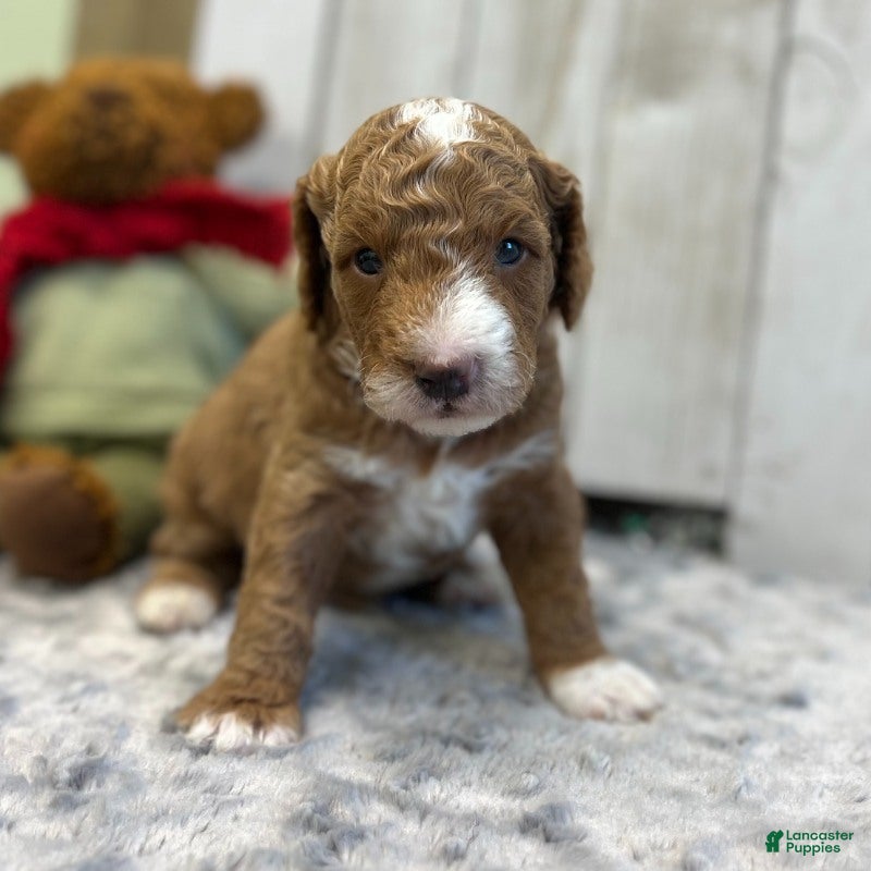 Goldendoodle dogs Bravo (Miniature Boy) - Ad 15