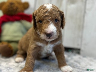 Goldendoodle dogs Bravo (Miniature Boy) - Ad 15